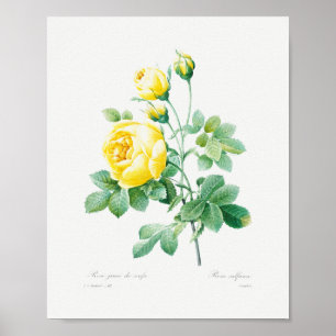 rozen van Floral Geel Poster