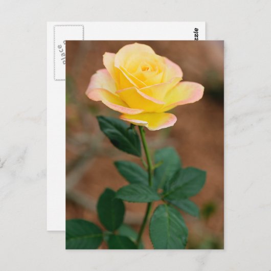 Rozen van gele rozenbloem briefkaart (Voorkant / Achterkant)