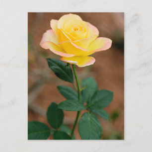 Rozen van gele rozenbloem briefkaart