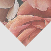 rozen van grote tuinen, zachte perziken tissuepapier (Detail)