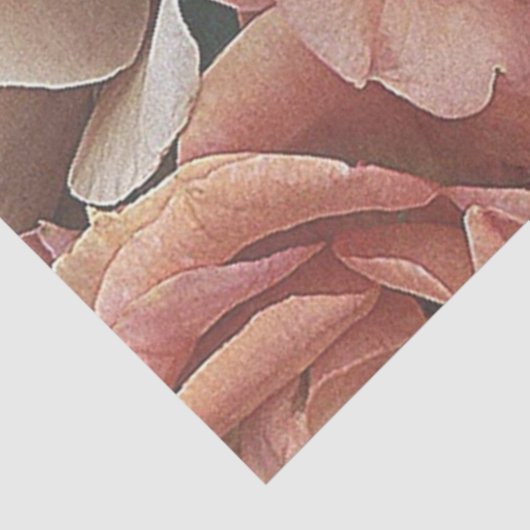 rozen van grote tuinen, zachte perziken tissuepapier (Detail)