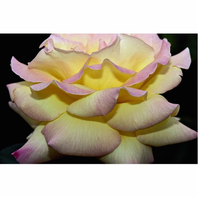 Rozen van het Hybrid Tea Roos "Peace Roos" Staand Fotobeeldje (Voorkant)