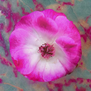 Rozen van Pink Iceberg Rond Kussen