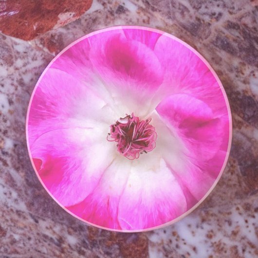 Rozen van Pink Iceberg Zandsteen Onderzetter