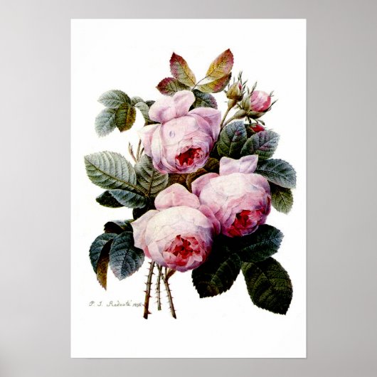 Rozen van Redoute Poster (Voorkant)