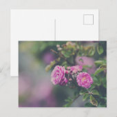 Rozen voor huisvuil briefkaart (Voorkant / Achterkant)