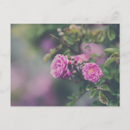 Rozen voor huisvuil briefkaart