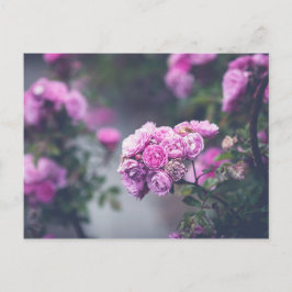 Rozen voor huisvuil briefkaart