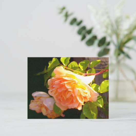 Rozen voor landdoorsnede briefkaart (Staand voorkant)