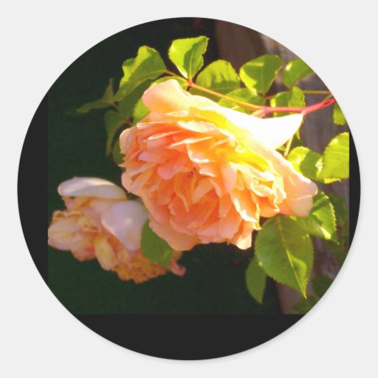 Rozen voor landdoorsnede ronde sticker (Voorkant)