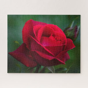 Rozen zijn 16 x 20 inch rood, moeilijk in de puzze legpuzzel