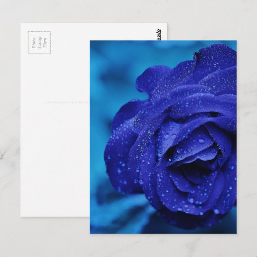 Rozen zijn blauw briefkaart (Voorkant / Achterkant)
