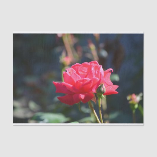 Rozen zijn NY State Flower Tissuepapier (Voorkant)