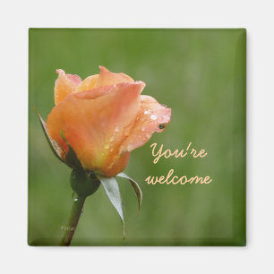 rozen zijn oranje magneet