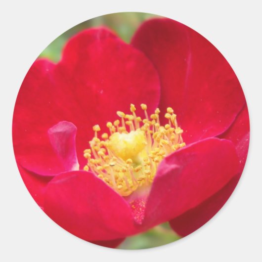 Rozen zijn rode stickers (Voorkant)