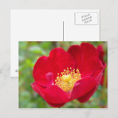 Rozen zijn rood Briefkaart (Voorkant / Achterkant)
