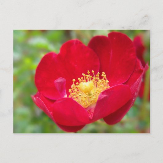 Rozen zijn rood Briefkaart (Voorkant)