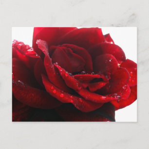 Rozen zijn rood briefkaart
