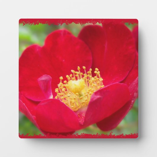 Rozen zijn rood fotoplaque fotoplaat (Voorkant)