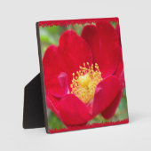 Rozen zijn rood fotoplaque fotoplaat (Voorkant)