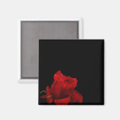 Rozen zijn rood magneet (Voorkant / Achterkant)