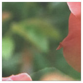 Rozen zijn rood... stof (Close Up)