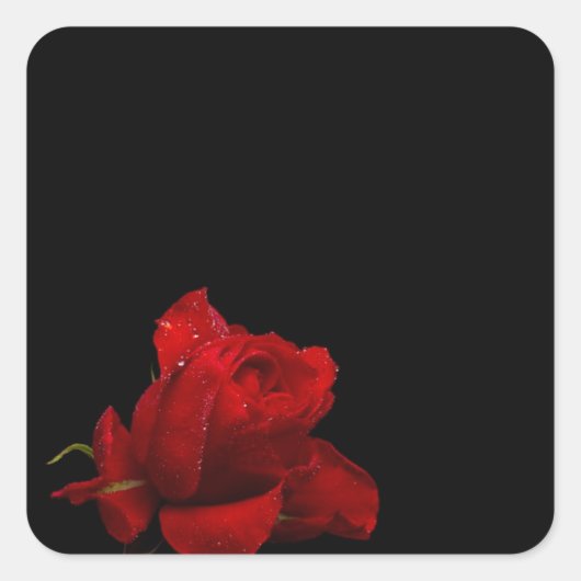 Rozen zijn rood vierkante sticker (Voorkant)