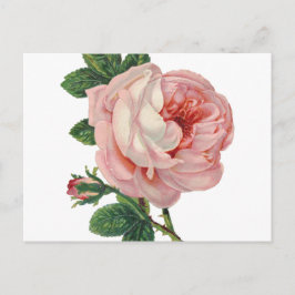 Rozen zijn roze briefkaart