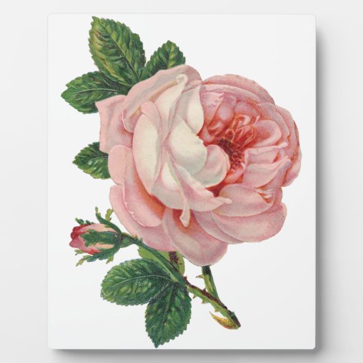 Rozen zijn roze fotoplaat (Voorkant)