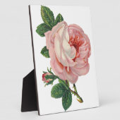 Rozen zijn roze fotoplaat (Zijkant)