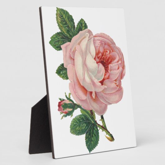 Rozen zijn roze fotoplaat (Zijkant)