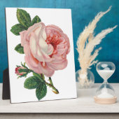 Rozen zijn roze fotoplaat (Zijkant)