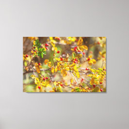Rozenbottel Autumn Canvas Afdruk