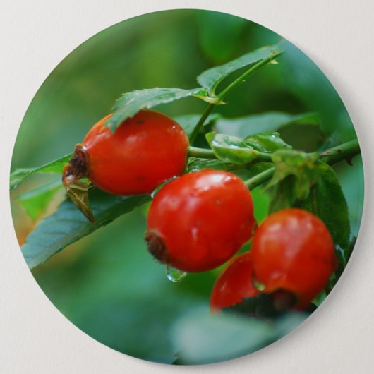Rozenbottel na regen ronde button 6,0 cm (Voorkant)