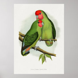 Rozenkrans-liefdesvogel (Agapornis roseicollis) Poster