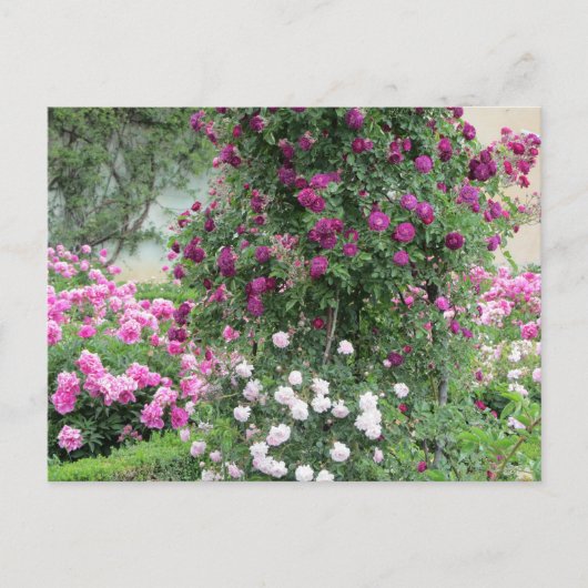 Rozentuin Briefkaart (Voorkant)