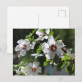 Rozentuin van Sharon Ansichtkaart Briefkaart (Voorkant / Achterkant)