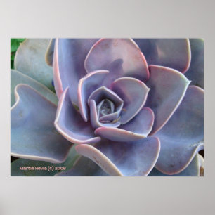 Rozet Succulent Beauty Poster