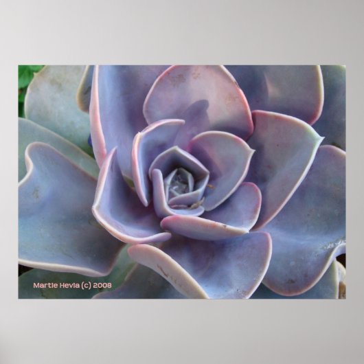 Rozet Succulent Beauty Poster (Voorkant)