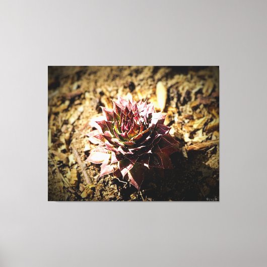 Rozet Succulent in de grond Canvas Afdruk (Voorkant)