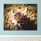 Rozet Succulent in de grond Canvas Afdruk (Insitu (Houten vloer))
