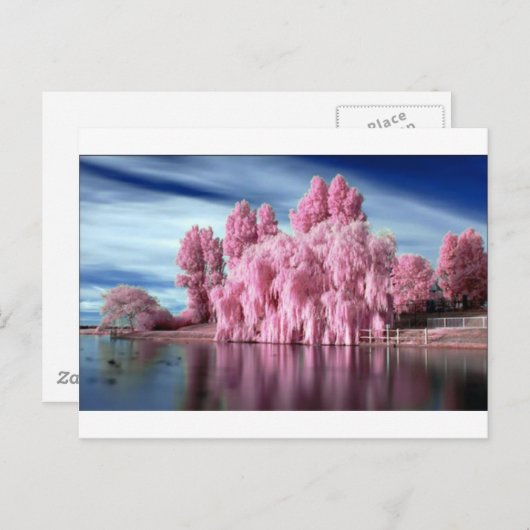 RozeTree Briefkaart (Voorkant / Achterkant)