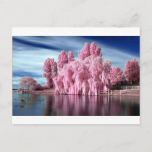 RozeTree Briefkaart