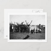 Rrendierbeslag op Alaska-foto Briefkaart (Voorkant / Achterkant)
