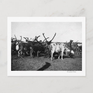 Rrendierbeslag op Alaska-foto Briefkaart