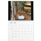 RSD Rond de Wereld | Katten van Marokko Kalender (Mar 2026)