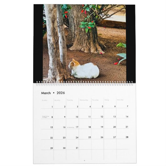 RSD Rond de Wereld | Katten van Marokko Kalender (Mar 2026)