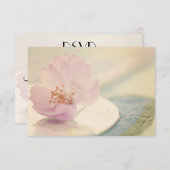 RSVP Delicate Soft Pink Cherry Blossom Flower (Voorkant / Achterkant)