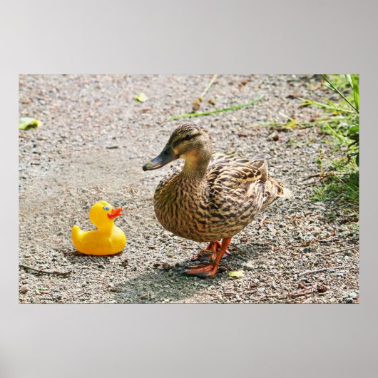 Rubber Duck en Moeder Duck Poster (Voorkant)