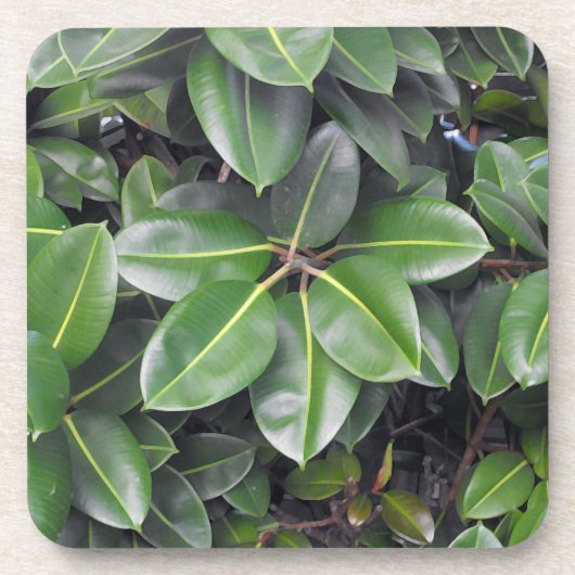 Rubber Tree Closeup Drankjes Onderzetter (Voorkant)